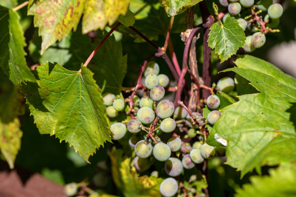 istock Green unripe grapes and leaves at vineyard 1269728095