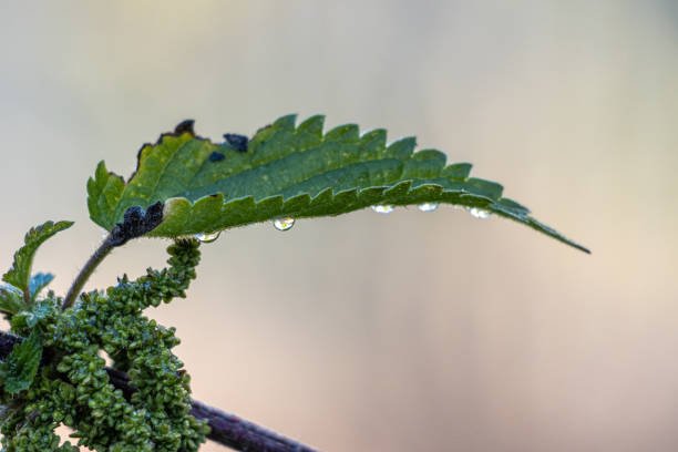 Dew drops hang on the underside of a green nettle leaf
