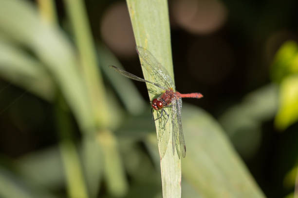 a red dragonfly has dew drops on its wings and sits on a green leaf in the sun