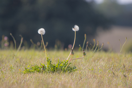 a dandelion has grown on a mown meadow