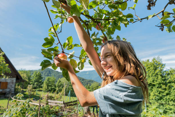 istock Young Girl in an Orchard Picking Fresh Organic Apples 1269728621