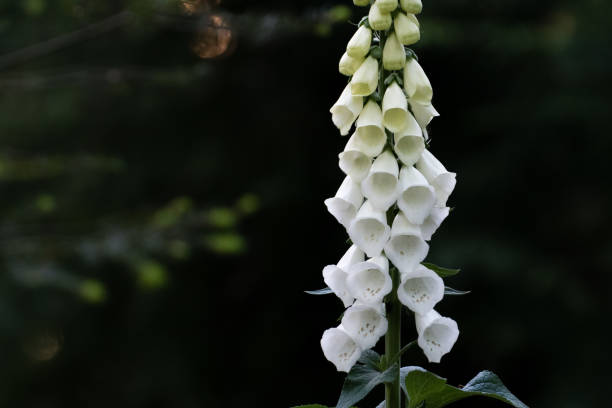 A close up of a white foxglove flowering. The picture is taken in a forest in spring.