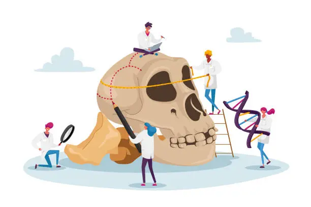 Vector illustration of Anthropology Studying. Tiny Characters Measuring Huge Human Skull with Bones and Dna Spiral. Paleolithic Research