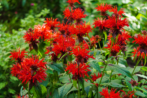 Tall red flowers of Monard bee balm in the summer garden