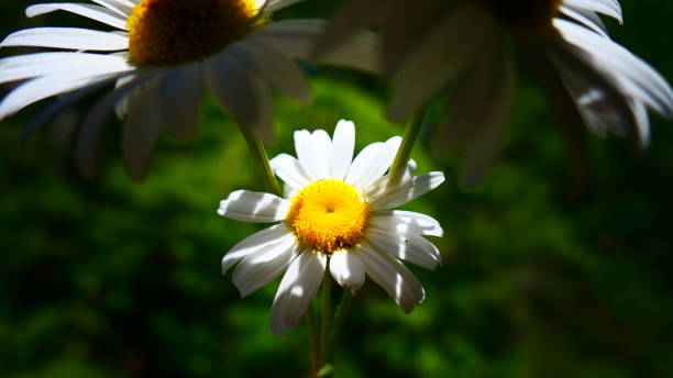 istock Small daisy between two stems of daisies 1269732387
