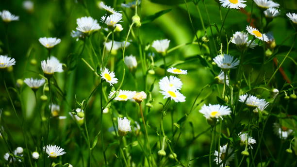 istock Marguerites in close-up 1269732479