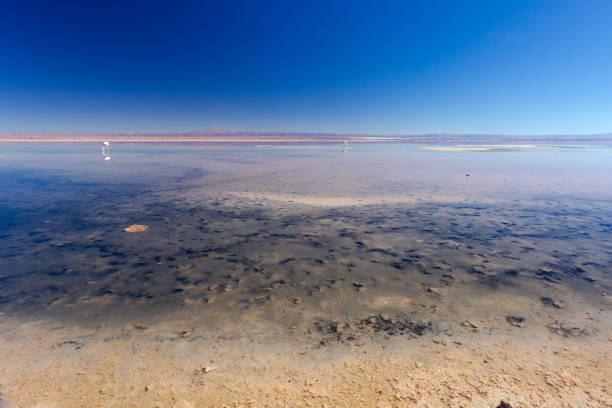 lanscape da lagoa de sal escuro colorida pelas algas microbióticas no parque nacional flamingos na reserva nacional los flamencos no deserto de atacama (chile) - microbiotic - fotografias e filmes do acervo