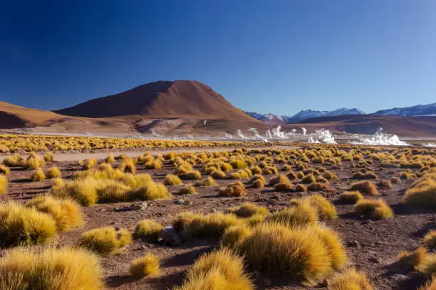 landscape of Central andean dry puna grass and smoke columns in the background in the sunrise at 4261.6 msm at Geysers of Tatio at San Pedro de Atacama - Guatin - Linzor, Calama in Antofagasta region (CHILE)