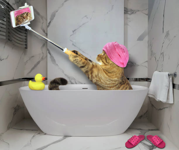 istock Cat takes bath and makes selfie 1269734788