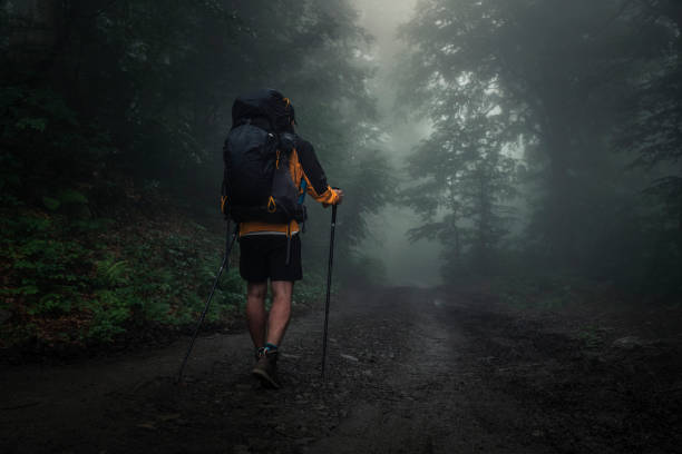 istock The traveler walks through the forest 1269737398