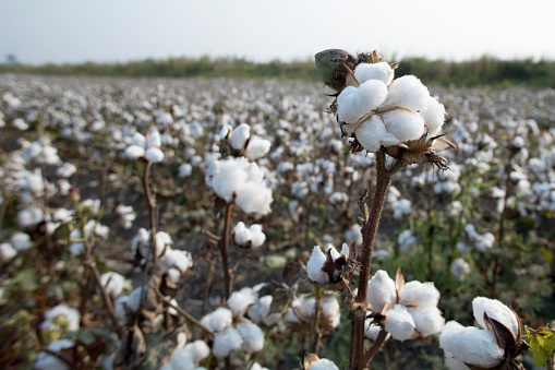 cotton bloom at cotton farm field