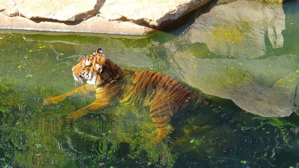 Tiger cooling down stock photo