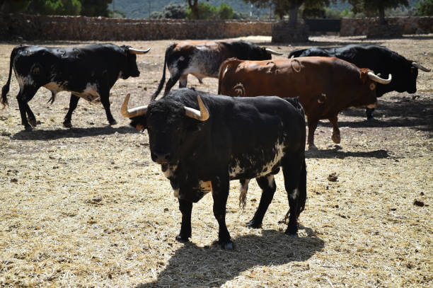 istock bulls on the cattle farm 1269745575