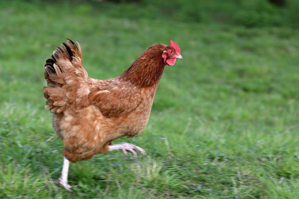 Beautiful decorative birds from a home free-range zoo