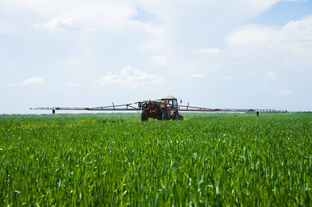 istock Tractor spraying wheat field with sprayer 1269746968