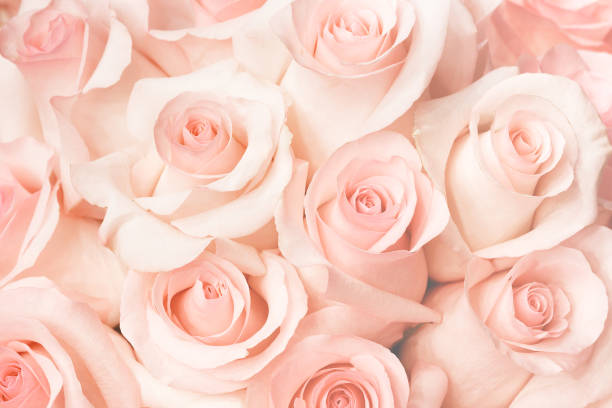 istock Coral rose flower. Detailed retouch 1269747230