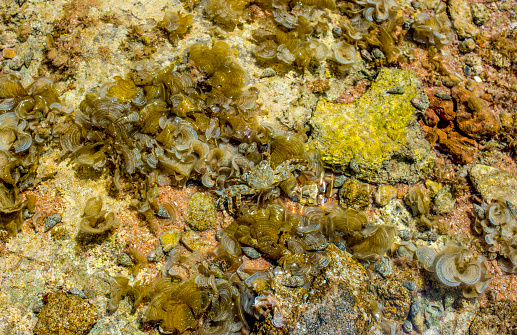 crab hides in algae on the surface of a coral reef at low tide