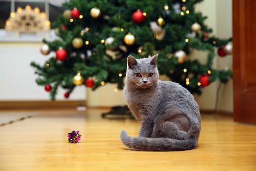 Christmas activities, not only people are happy. Cats, our beloved pets, can also be happy on Christmas Day.
