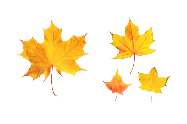 Colorful autumn maple leaves isolated on white background