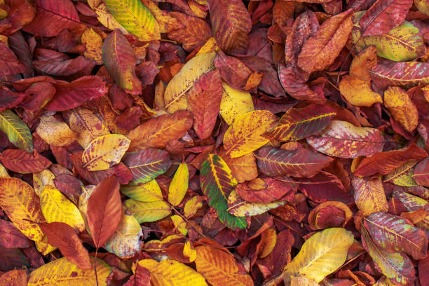 istock Autumn colorful leaves of walnut tree 1269750174