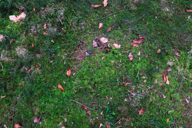 istock Detailed close up view on a forest ground texture with moss and branches 1269754370