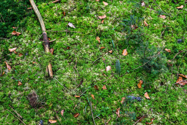 istock Detailed close up view on a forest ground texture with moss and branches 1269754413