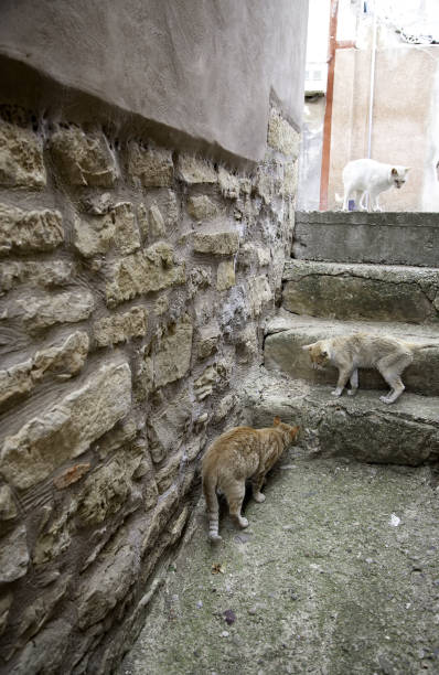 istock Cats on street 1269754427