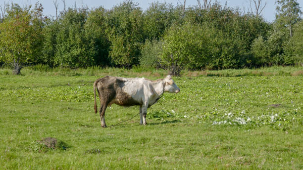 Turgoyak Village in the South Urals A great place to relax in The Chelyabinsk Region, Russia. Turgoyak village with old and new houses, animals and beautiful fields. south ural stock pictures, royalty-free photos & images