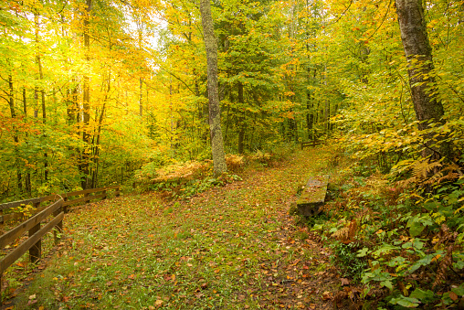 Path through the woods season of fall colored leaves on trees. Outdoor seasonal nature photography