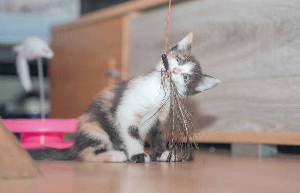 istock Cute mischief playful kitten 1269761496