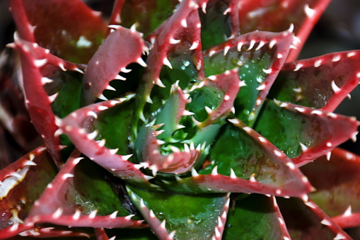 Close-Up of Pink and Green Aloe Brevifolia Plant