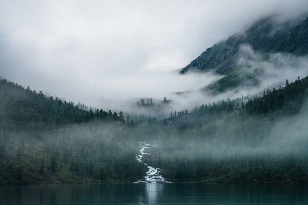 Nature Highland creek flows through forest and flows into mountain lake. Ghostly foggy landscape with alpine lake and dark forest among low clouds. Atmospheric scenery with coniferous trees in dense fog. altai nature reserve photos stock pictures, royalty-free photos & images