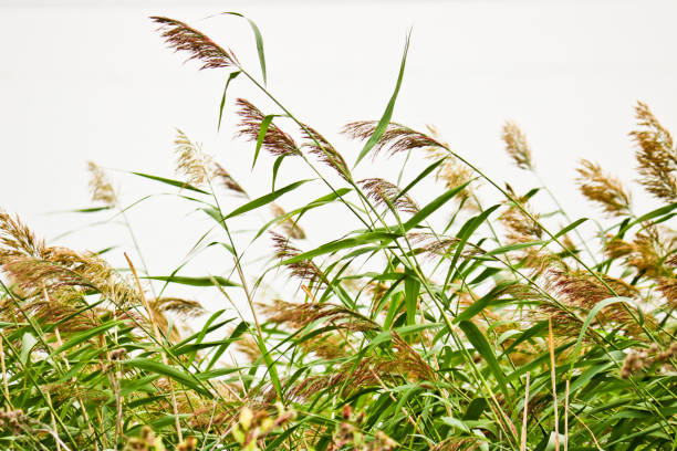 istock Summer background - lake reeds with seed panicles. Coastal landscape. 1269763426