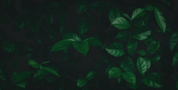 istock abstract green leaf texture, nature background, tropical leaf 1269765130