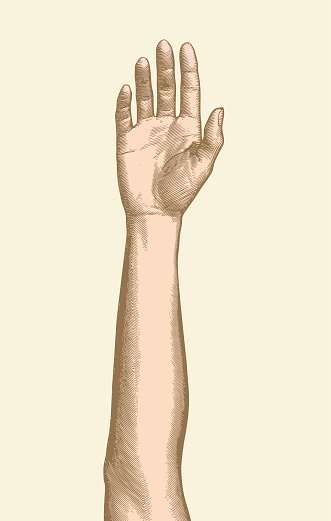 Vintage color engraved drawing raised up female human hand vector illustration front view isolated on white beige background