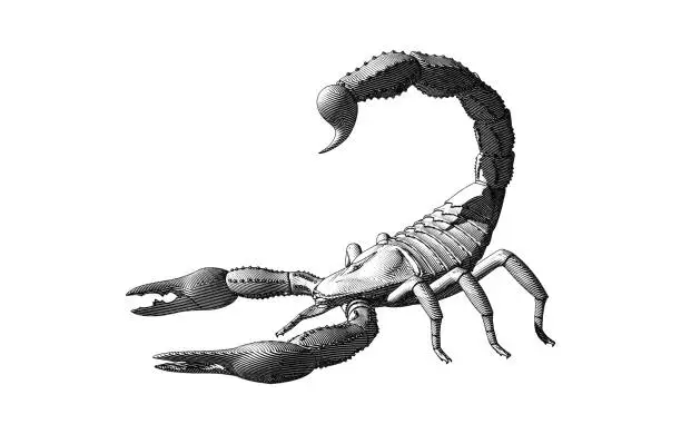 Vector illustration of Monochrome engraving of a scorpion isolated on white BG