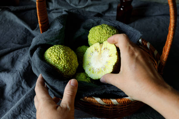 Woman folds the fruits of Osage Orange Maclura pomifera in the basket. Maclura use in alternative medicine Woman folds the fruits of Osage Orange Maclura pomifera in the basket. Maclura use in alternative medicine. maclura pomifera stock pictures, royalty-free photos & images