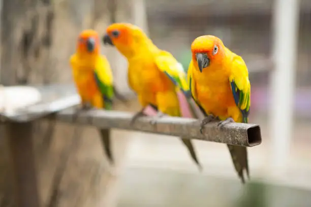 Photo of Beautiful Sun conure parrot are popular pets in Thailand