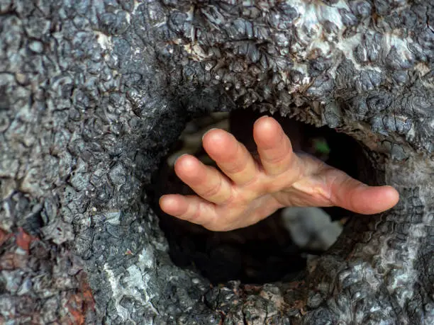 A hand reaching through a hole of an Arbutus tree trunk.
