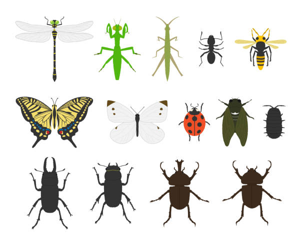 昆虫イラストセット材料/ベクトル - rhinoceros beetles点のイラスト素材／クリップアート素材／マンガ素材／アイコン素材
