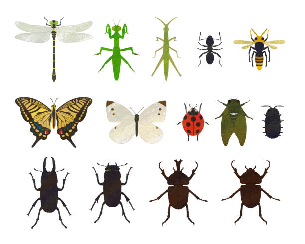 ilustraciones, imágenes clip art, dibujos animados e iconos de stock de material del conjunto de ilustración de insectos / estilo analógico - rhinoceros beetles