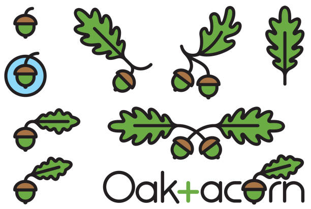 ilustrações de stock, clip art, desenhos animados e ícones de set of 9 acorn and oak leaf design elements. - bolota ilustrações