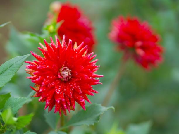 istock Dahlia garden in full bloom 1269775214