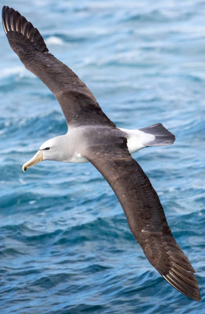 Salvin's Albatross (Thalassarche salvini) Salvin's Albatross (Thalassarche salvini) gliding low over the waves of the pacific ocean off Chatham Islands, New Zealand. Seen from above. mollymawk photos stock pictures, royalty-free photos & images