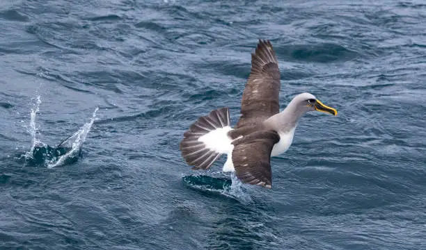 Adult Northern Buller's Albatross (Thalassarche bulleri platei) at sea off the Chatham Islands, New Zealand. Running over the ocean surface with wings and tail outstretched.