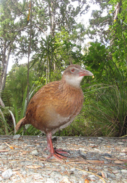 istock Stewart Island Weka (Gallirallus australis scotti) 1269776242
