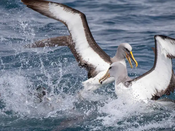 Adult Northern Buller's Albatross (Thalassarche bulleri platei) fighting with Salvin"u2019s Albatross (front) during a feeding frenzy off the Chatham Islands, New Zealand.