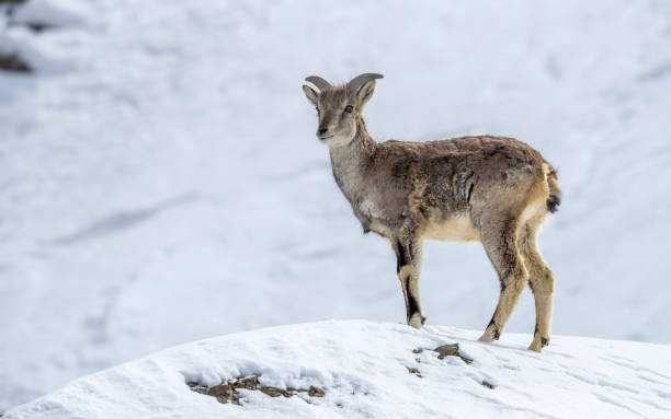 4,500 Himalayan Animals Stock Photos, Pictures & Royalty-Free Images -  iStock