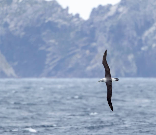 istock Adult White-capped Albatross (Thalassarche steadi) 1269776840