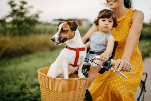 Cheerful day in nature Mother driving her child and dog on bicycle bicycle basket stock pictures, royalty-free photos & images